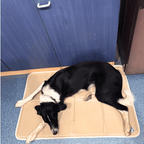 Tapis rafraichissant pour chien