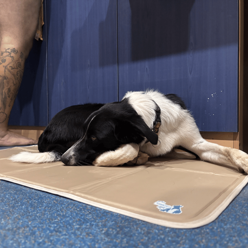 Tapis rafraichissant pour chien