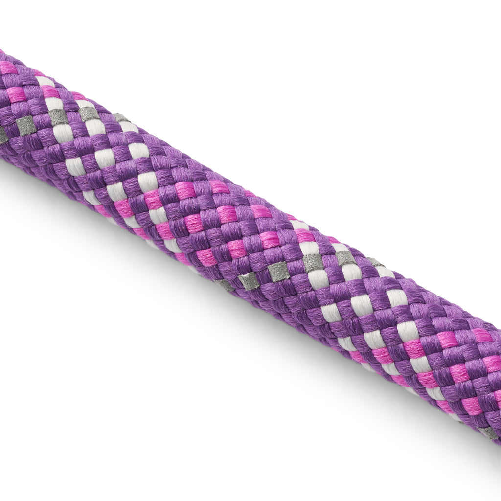 laisse violette chien