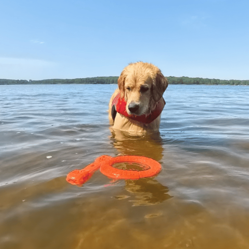 jouet flottant pour chien, jouet pour chien, anneau pour chien