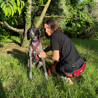 braque d'auvergne, harnais cani ninja, baudrier cani ninja 