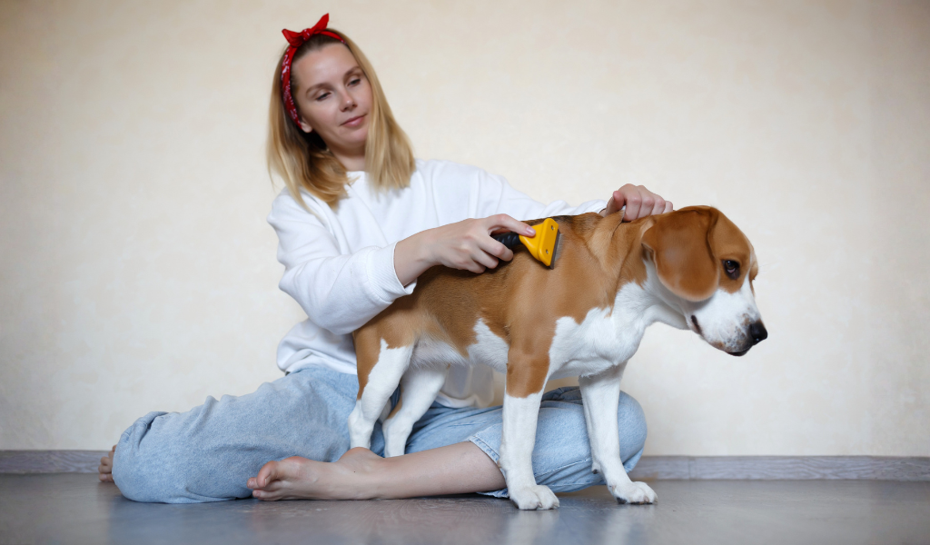 chien qui se fait brosser, brosse pour chien, Beagle