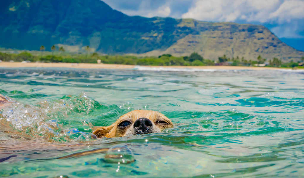 chien qui nage, chien dans l'eau, chien à la mer Chihuahua