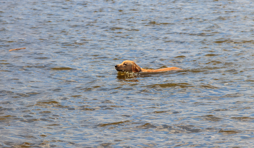 Un chien qui se déplace dans l'eau