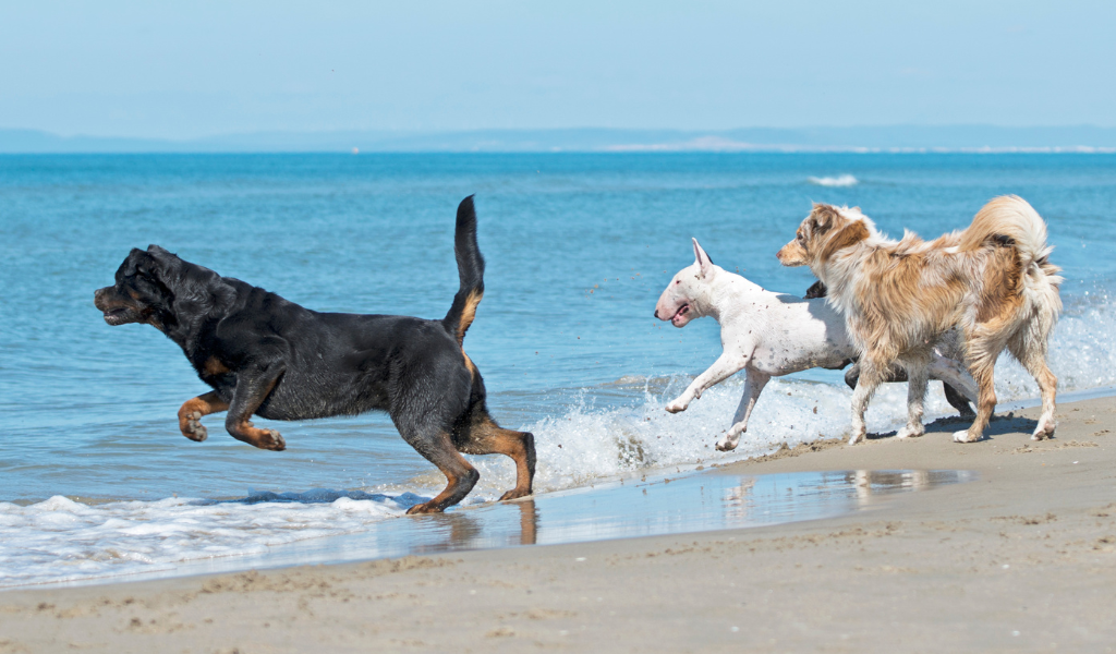 groupe de chiens qui se baigne groupe de chiens heureux rottweiler Bull Terrier