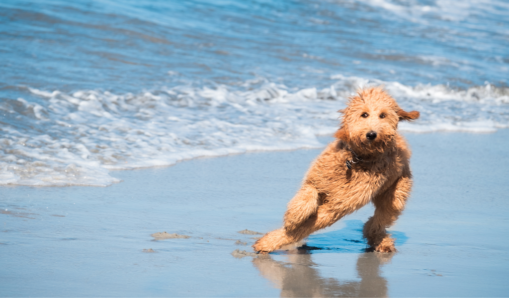 chien qui court, chien à la mer caniche 