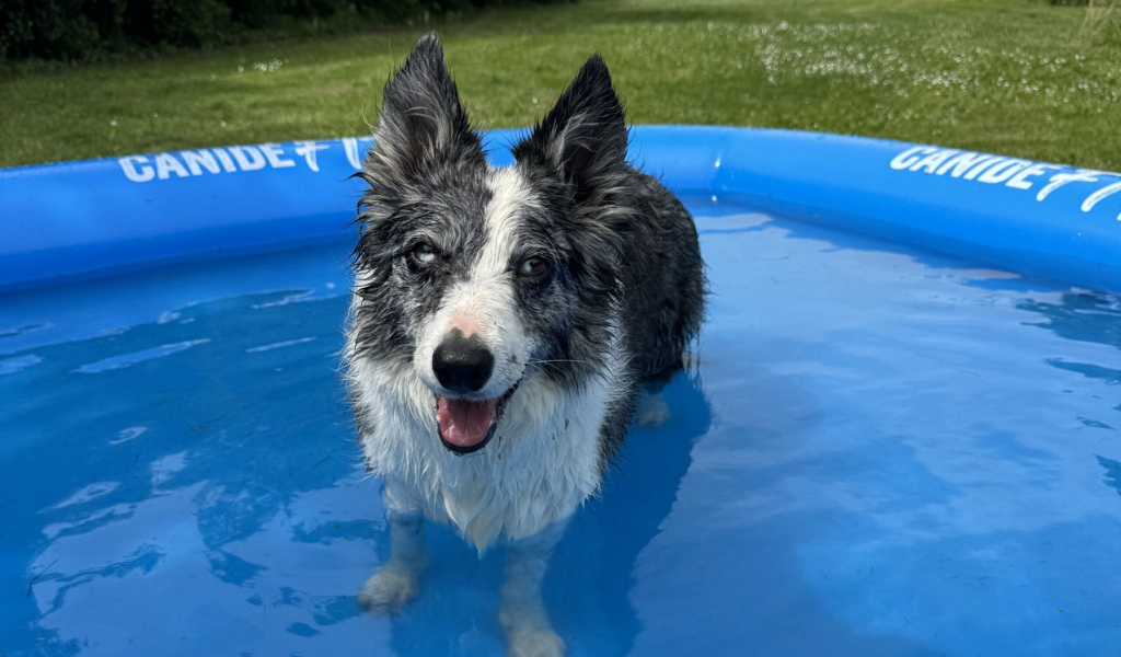 chien dans une piscine, chien content, chien mouillé  border collie