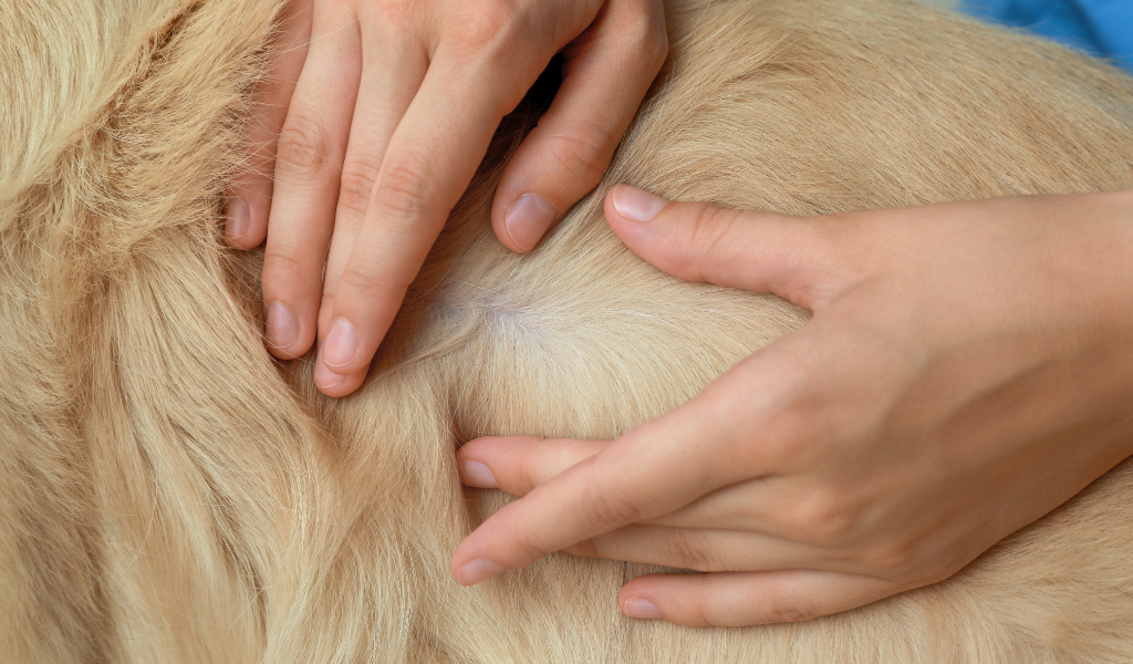 chien avec puce  chien sans puce