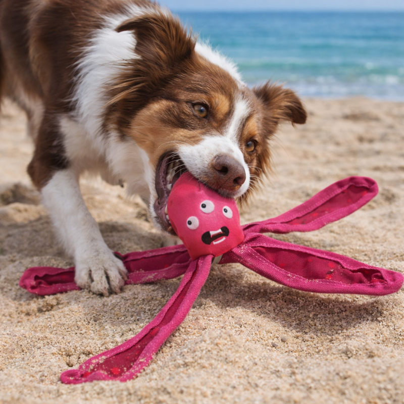 Jouet flottant canin, Jouet pour jeux d'eau, Jouet de plage pour chien