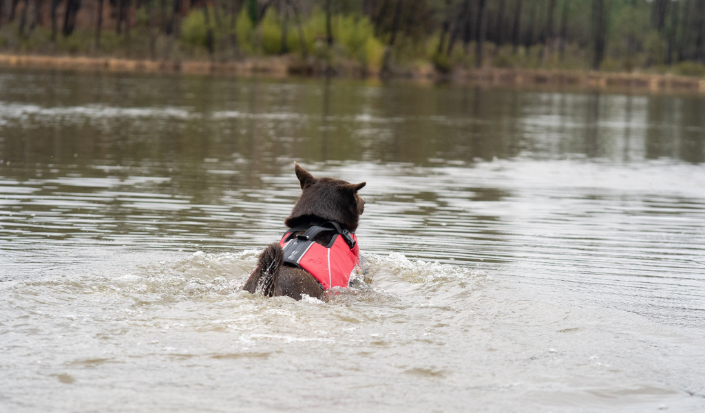 chien en train de nager gilet de flottaison kelpie
