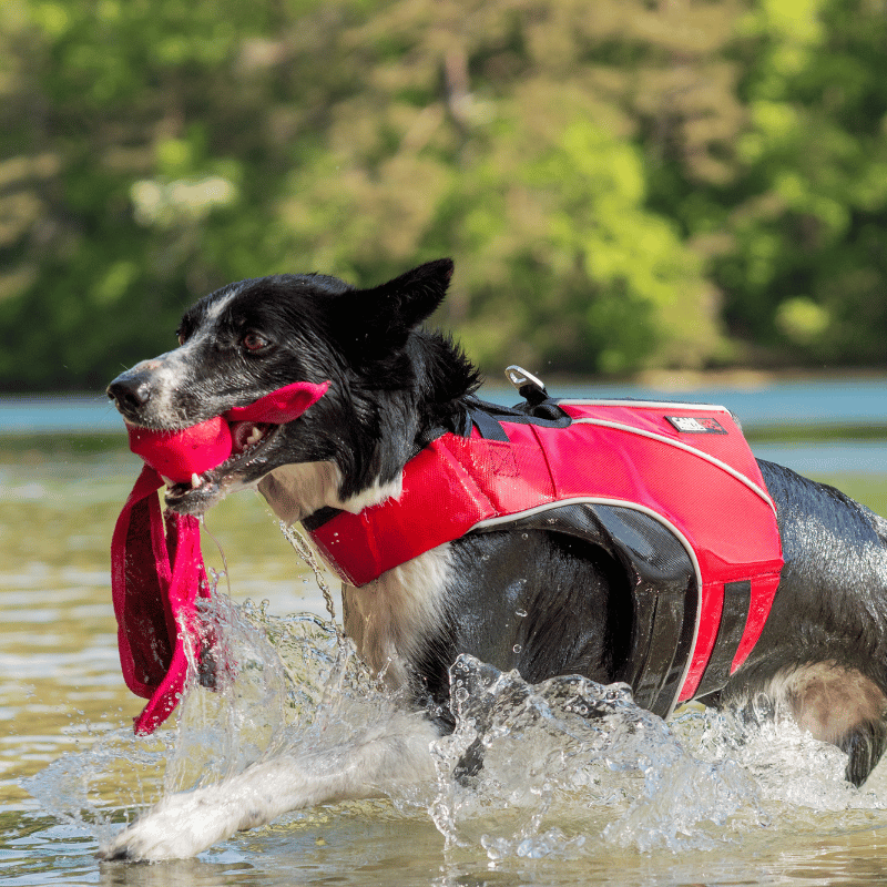 Jouet flottant chien, gilet de sauvetage chien