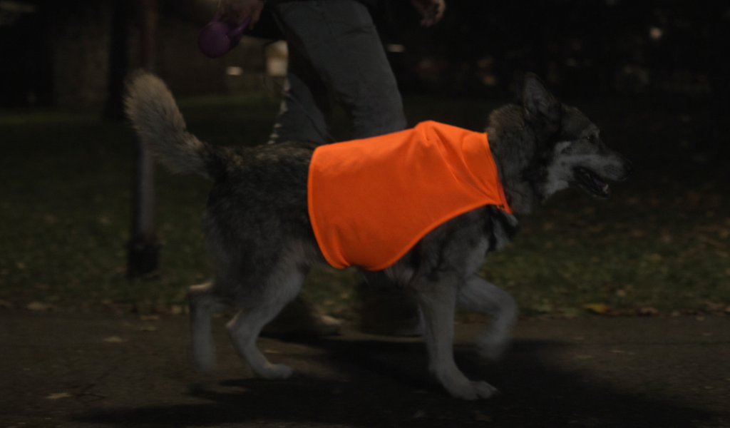 chien avec un gilet réfléchissant, gilet réfléchissant orange pour chien 