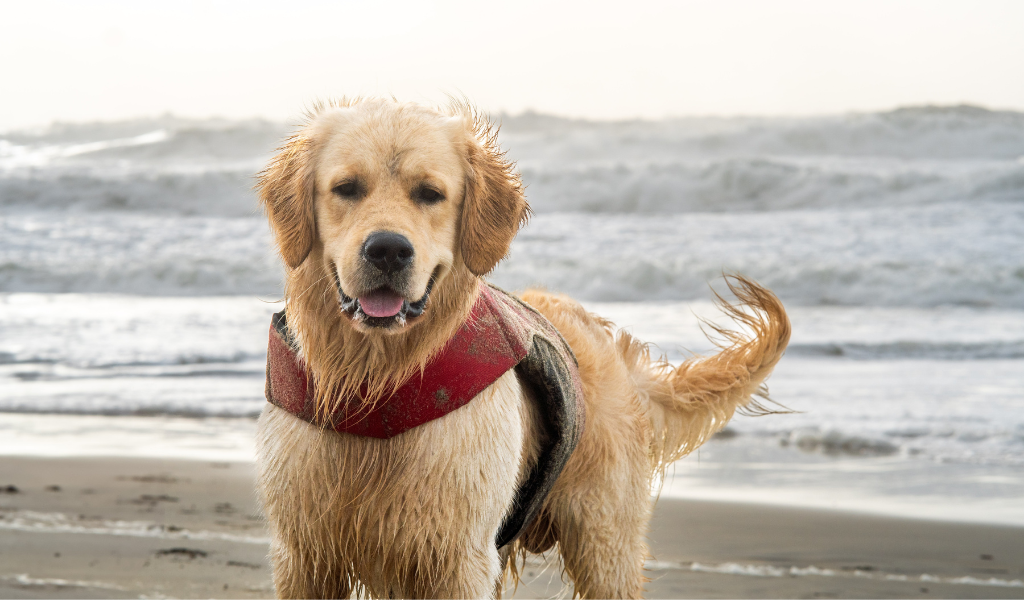 chien au bord de la mer, chien mouillé, gilet de flottaison golden retriever 