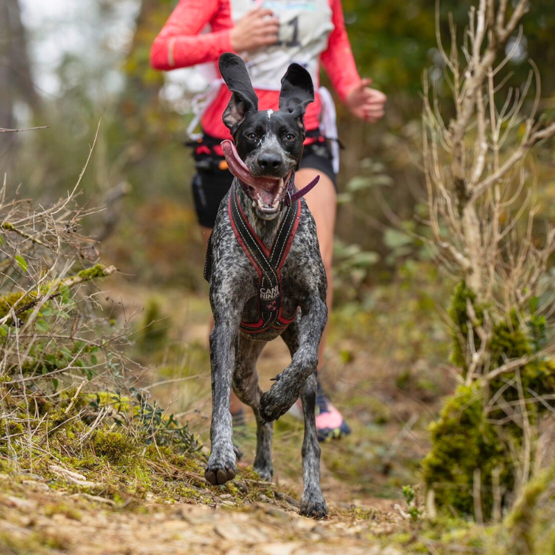 harnais canicross competition homologué