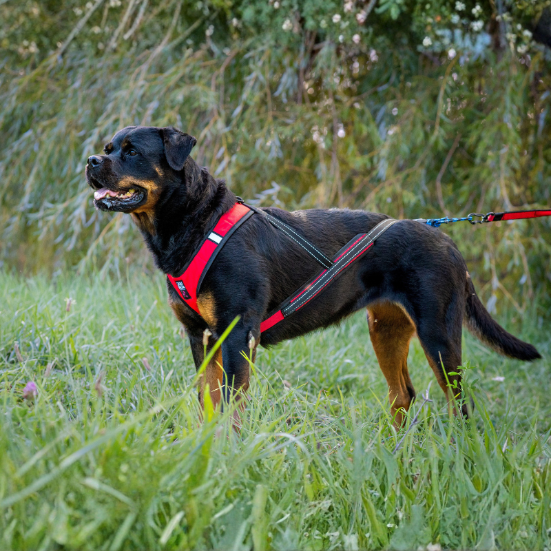 Harnais Canicross Chien Carré