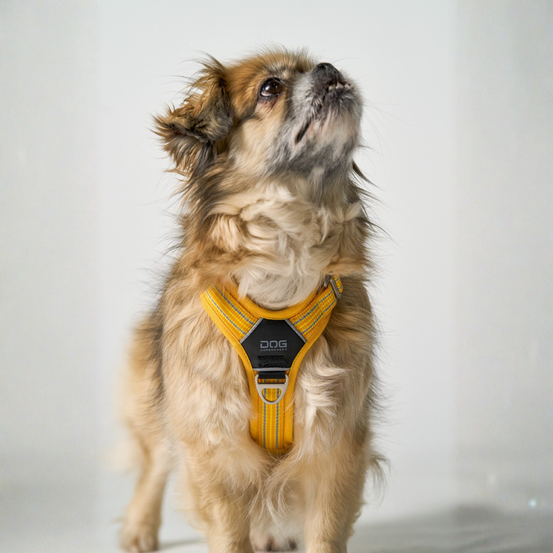 petit chien avec harnais jaune