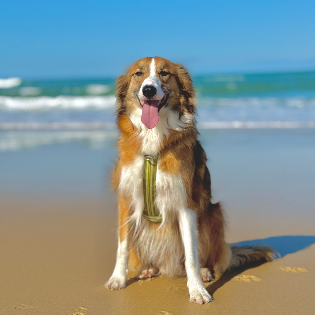 border collie, chien à l'océan, chien heureux 