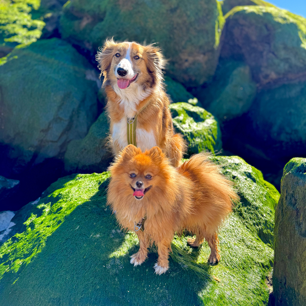 border collie, spitz nain, groupe de chien, chien heureux