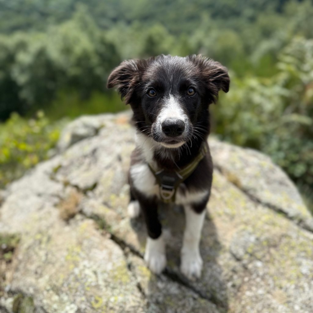 border collie, chien dans la nature, paysage de montagne 