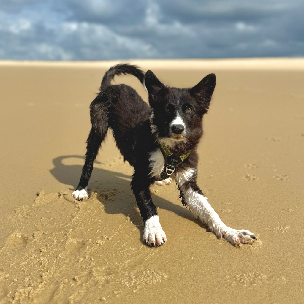 Chien à la plage, chien qui joue, harnais pour chien, border collie