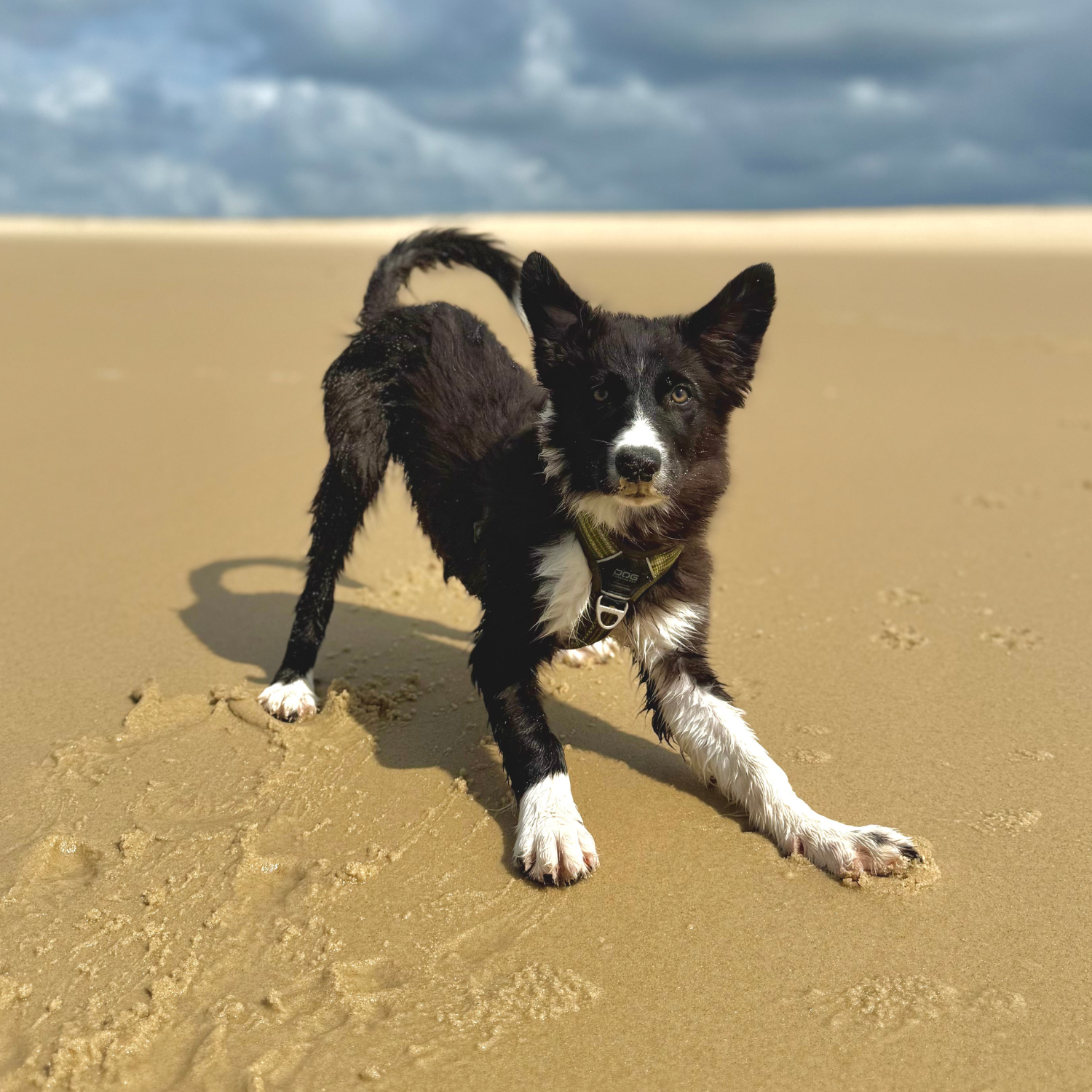 Chien à la plage, chien qui joue, harnais pour chien, border collie