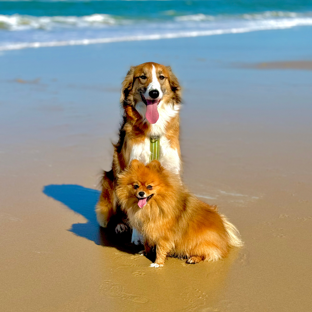 groupe de chiens à la mer, grand chien, petit chien