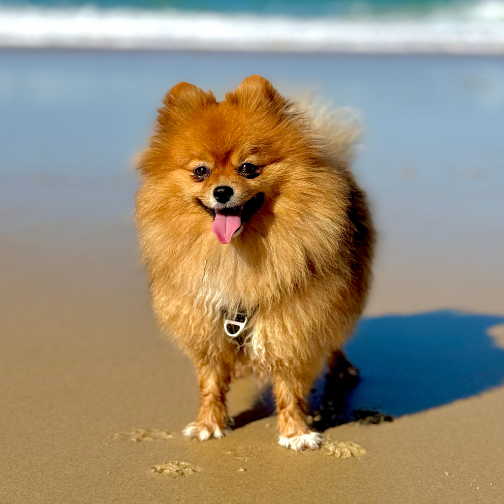 Harnais en Y Mocca, harnais avec sangle en métal, chien joyeux