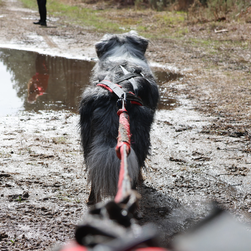 Harnais Canicross LONGY