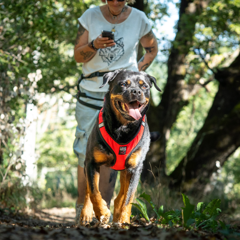 Harnais Canicross Chien Carré