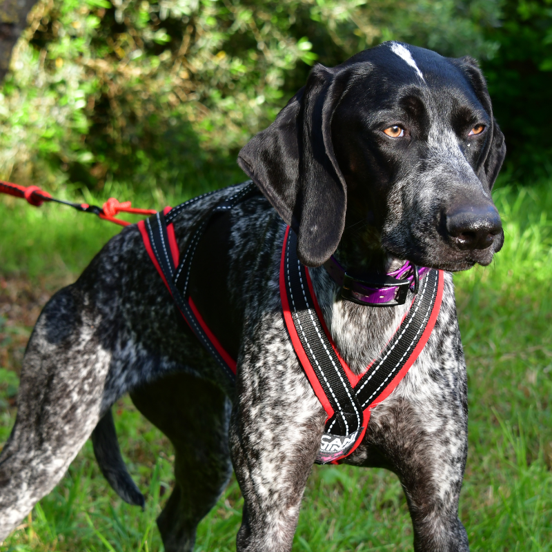 Harnais Canicross LONGY