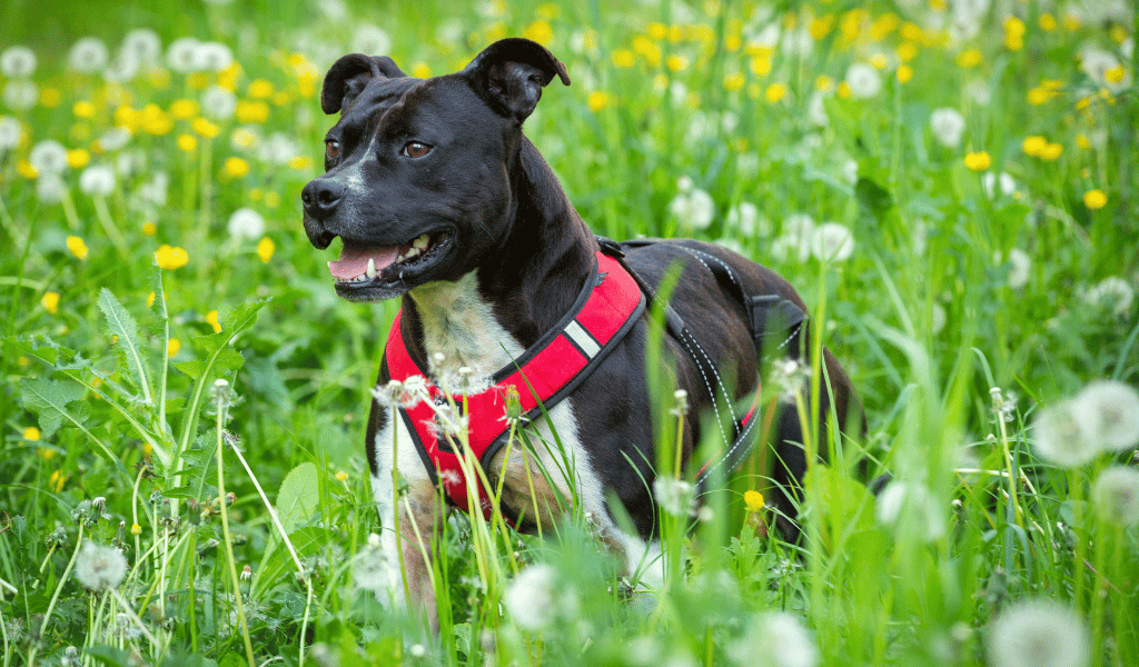 harnais de canicross cani ninja, harnais de canicross, harnais rouge