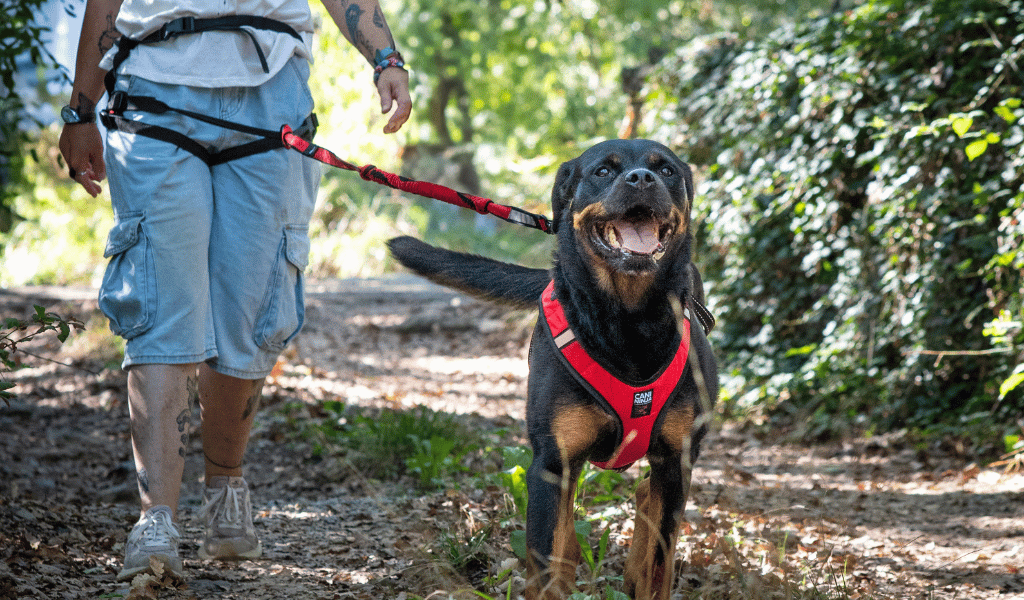 ligne de canicross, chien heureux, harnais rouge, harnais de canicross, ceinture baudrier canicross