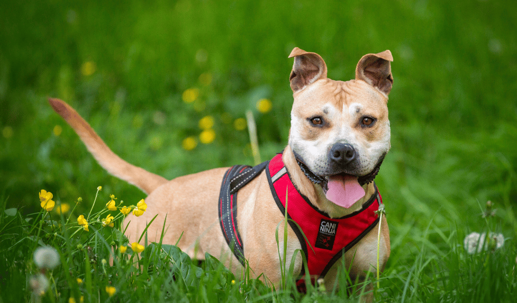 harnais de traction, harnais de canicross, chien heureux 