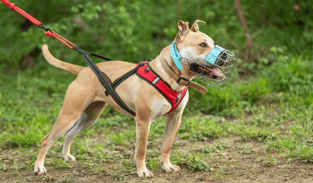 harnais de canicross, chien heureux, harnais de traction 