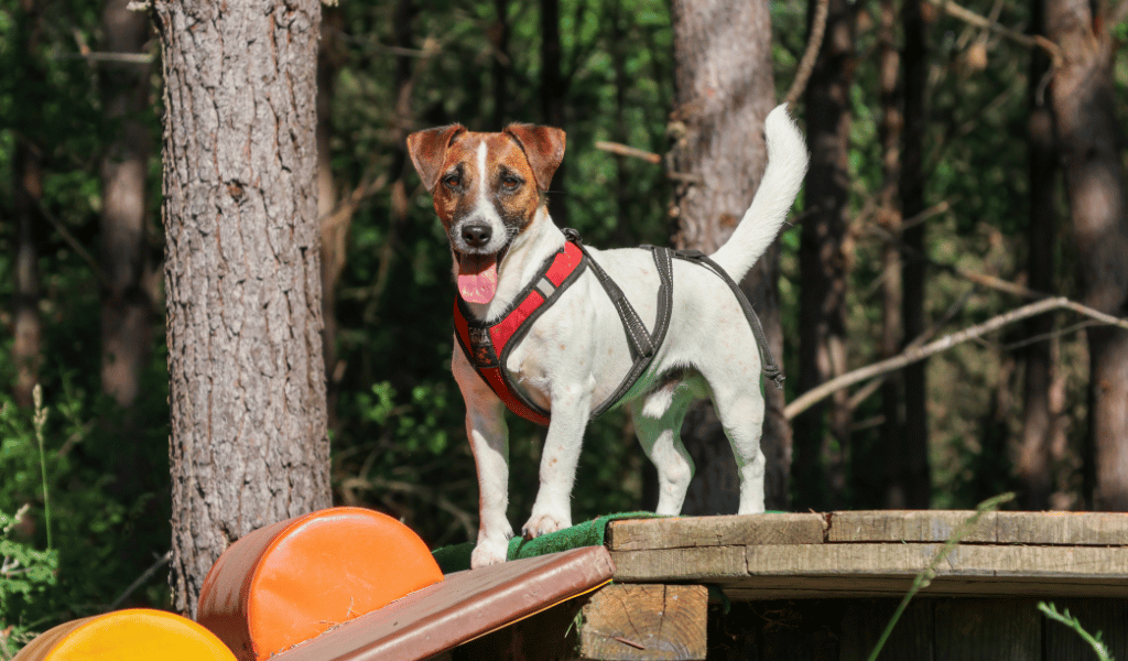 harnais de traction canicross, jack Russell, chien joyeux  