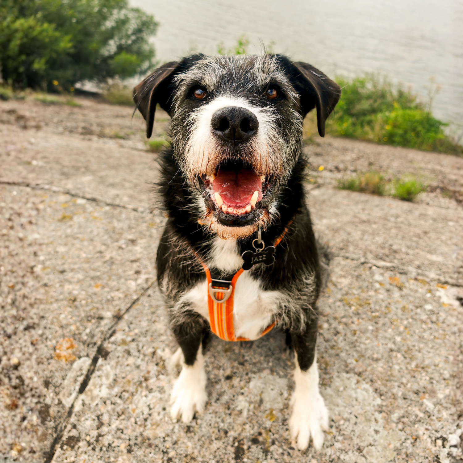 chien content, harnais orange