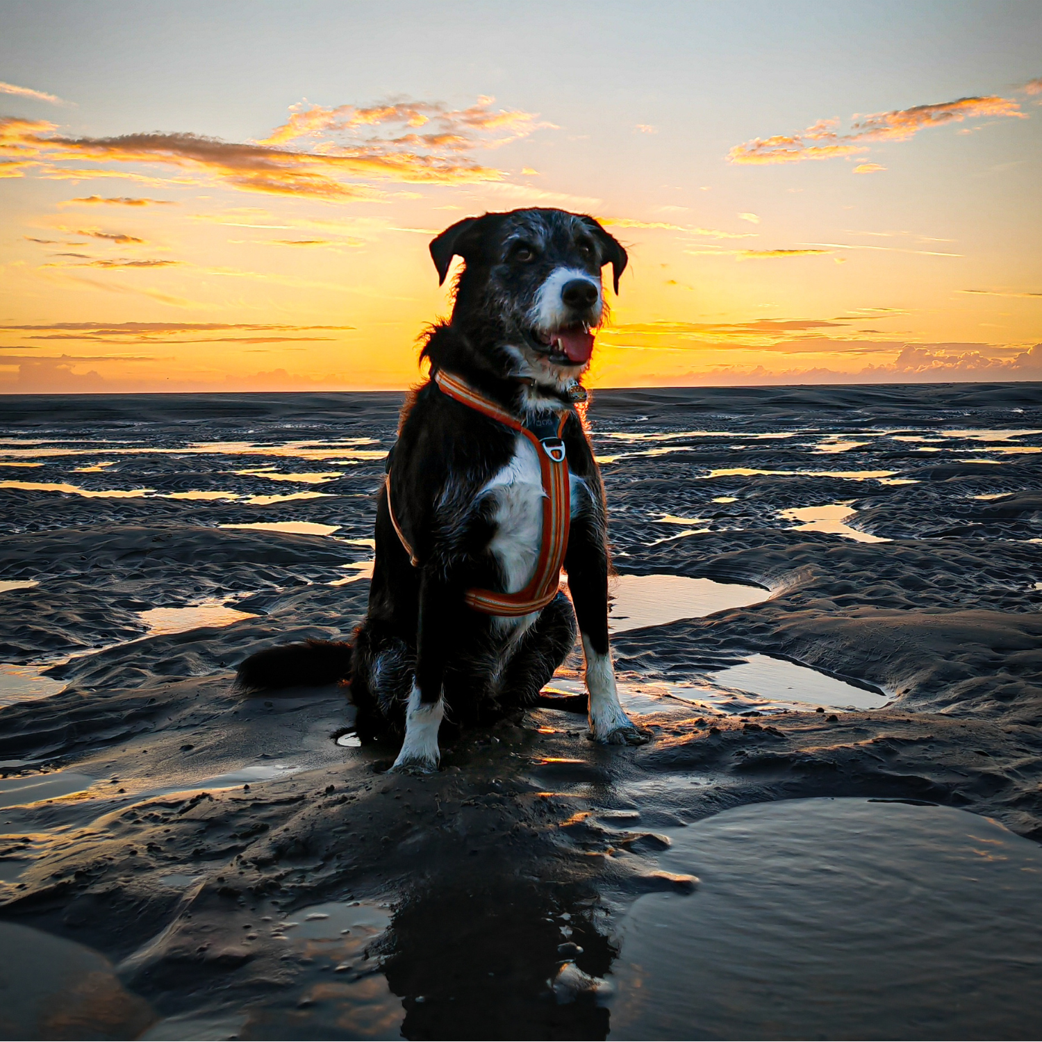 chien à la plage, chien mouillé, harnais orange réglable