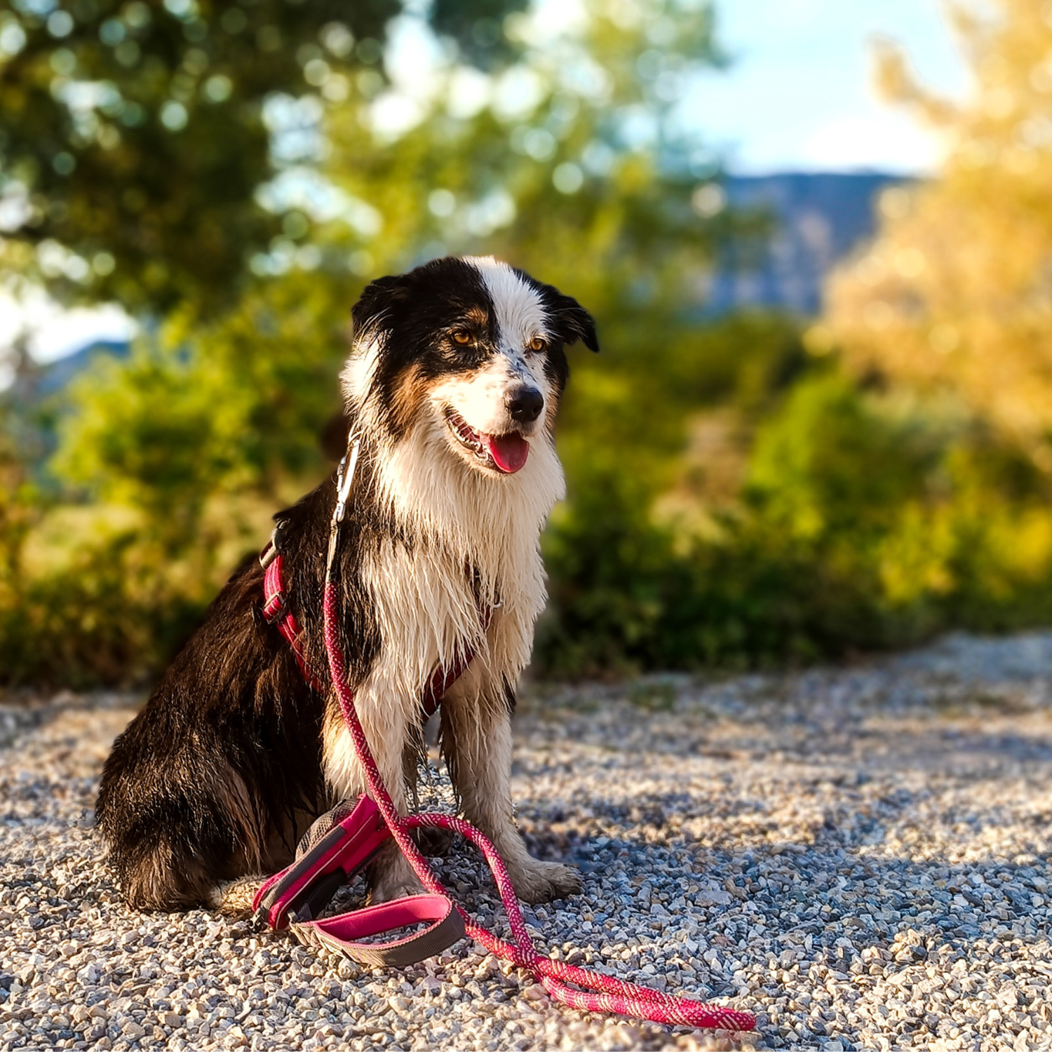 border collie, laisse rose en corde, laisse rose, harnais rose, pochette rose 