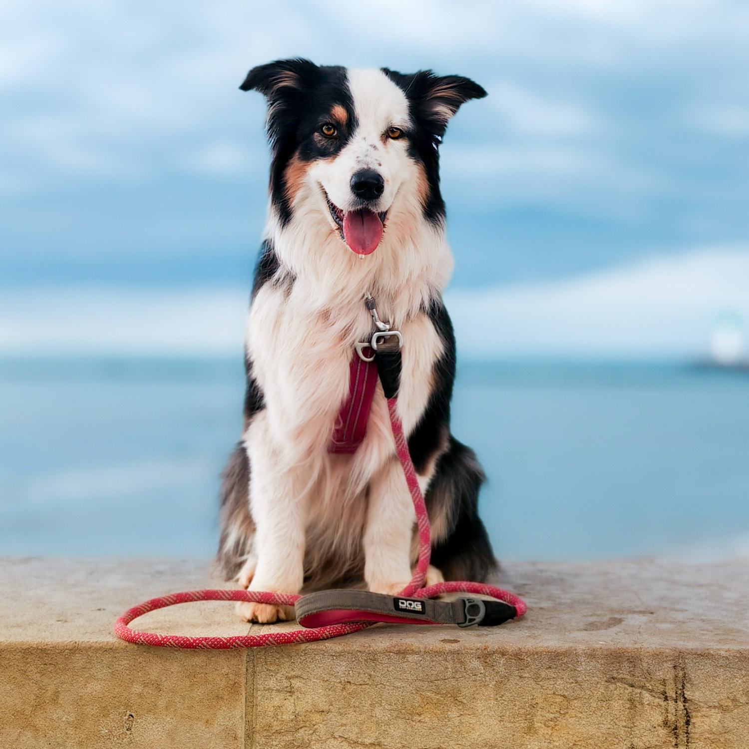 border collie, laisse rose, harnais rose, laisse rose en corde 