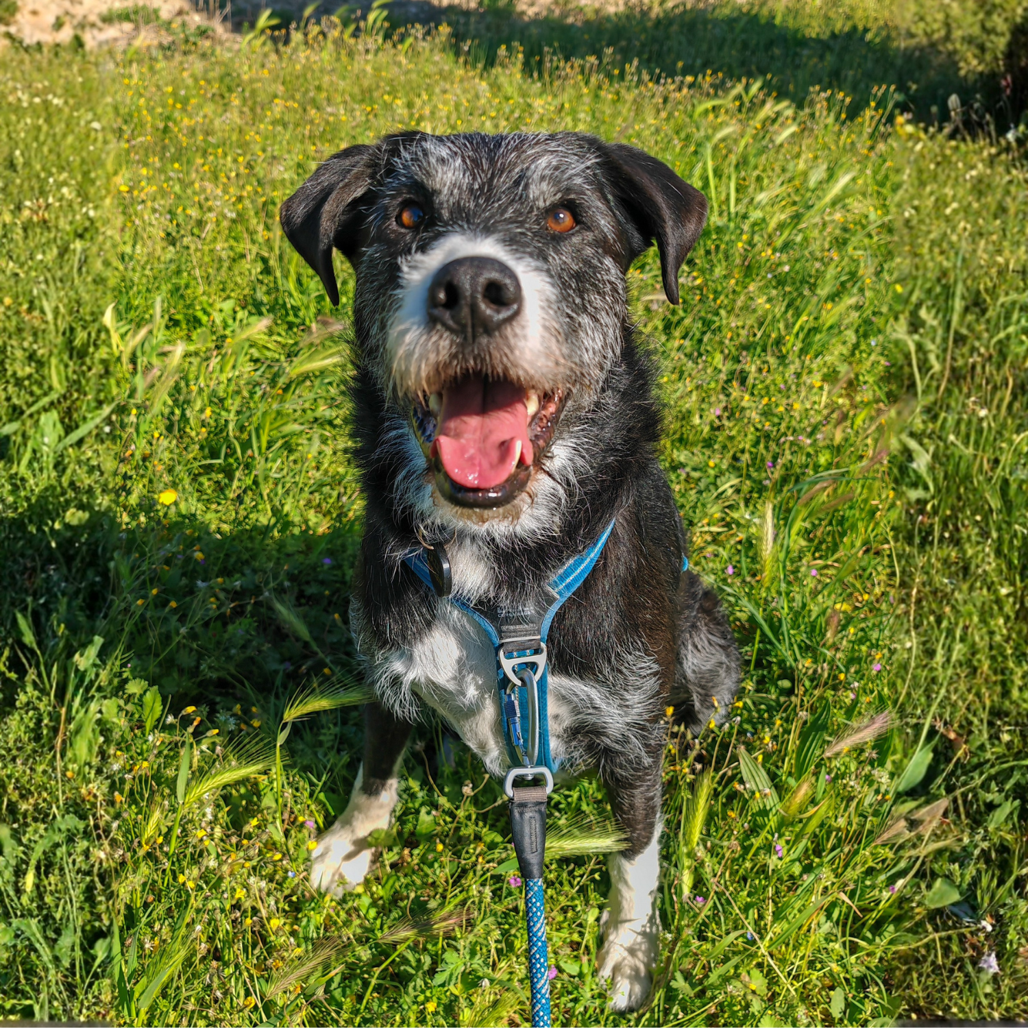 chien joyeux, laisse bleu, harnais bleu