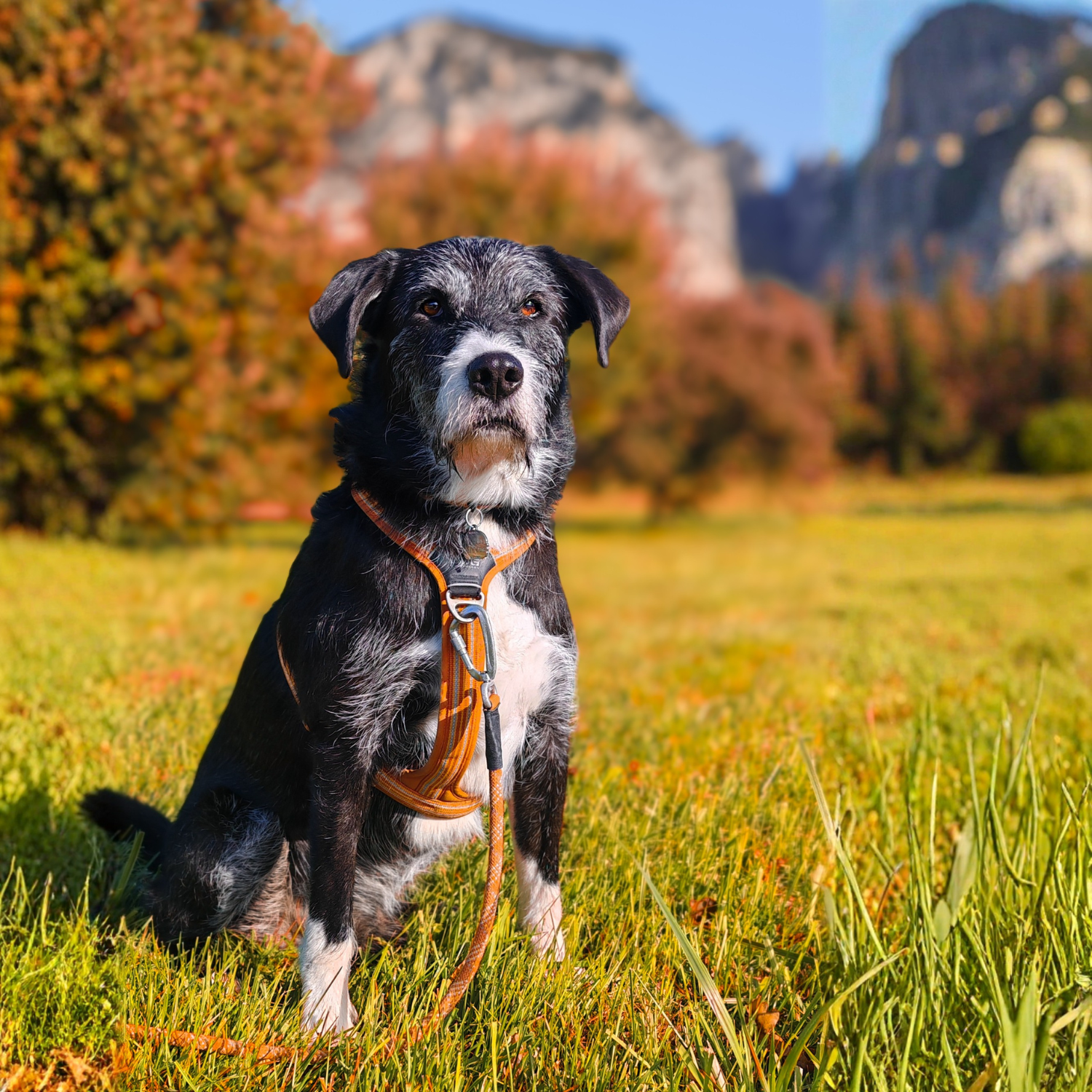 chien en promenade, harnais orange, laisse orange