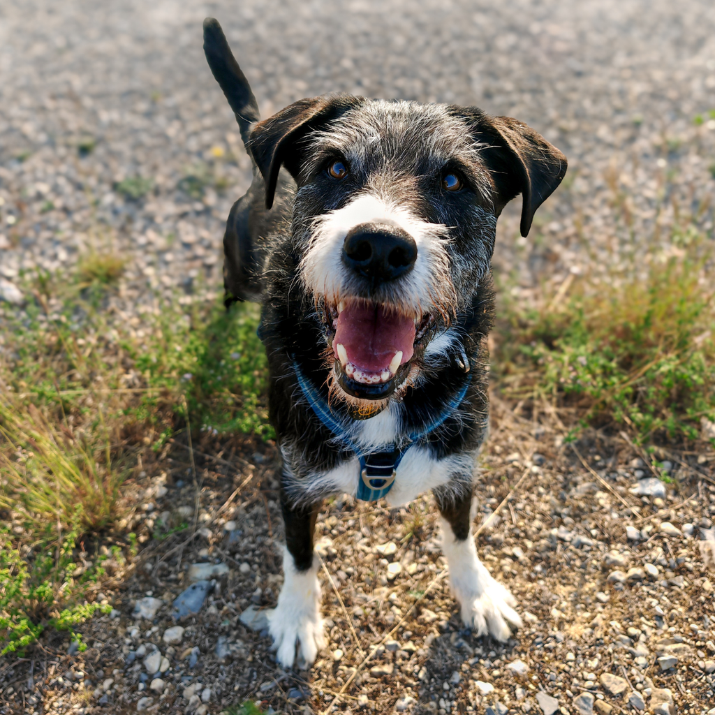 chien heureux, chien en promenade, harnais bleu
