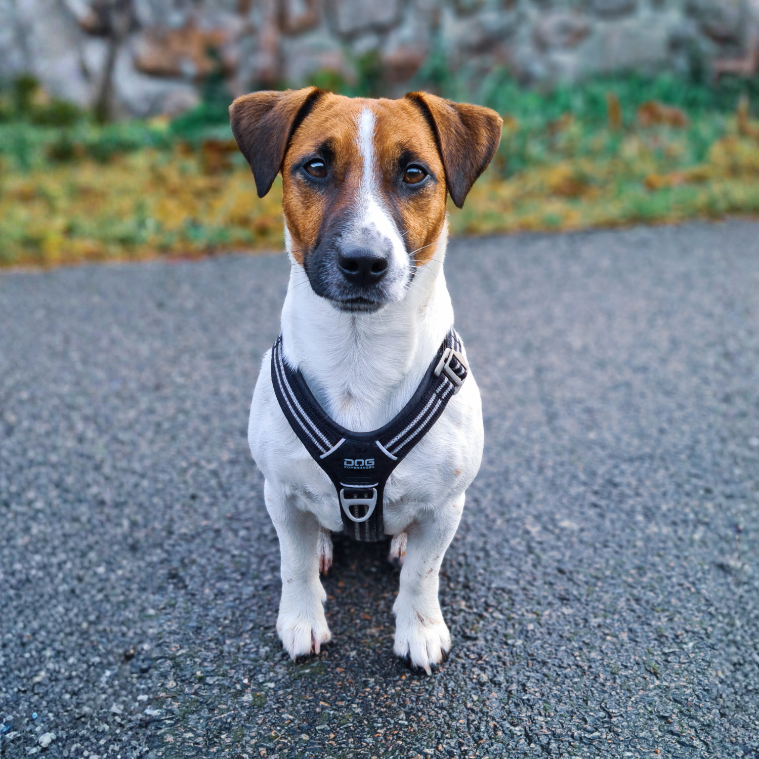 Jack Russell terrier, harnais noir de balade 