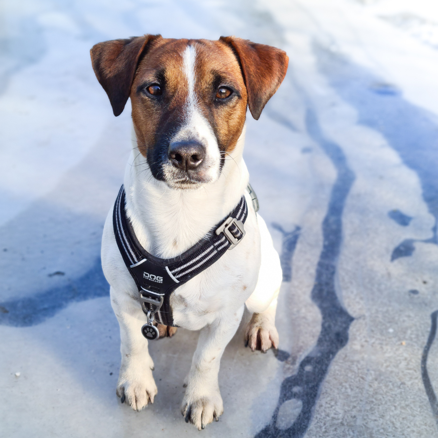Jack Russell terrier, harnais noir réglable