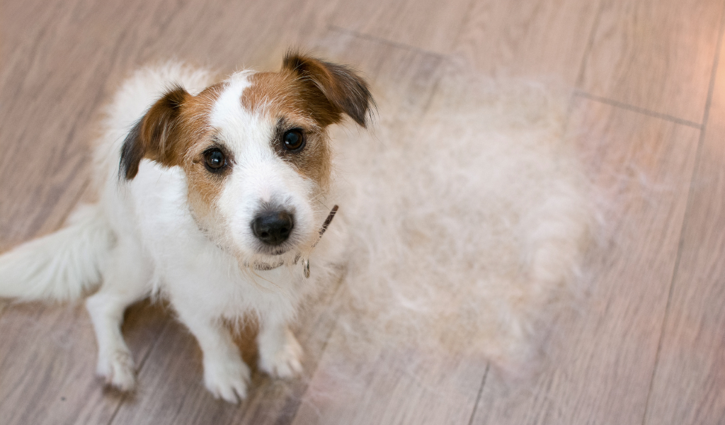 chien qui s'est fait brosser, poil de chien, Jack Russell terrier, Jack Russell