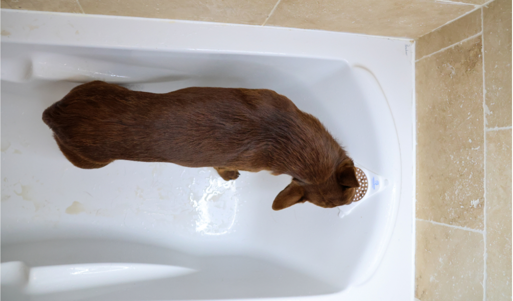 chien dans une baignoire , chien peur de l'eau, Kelpie