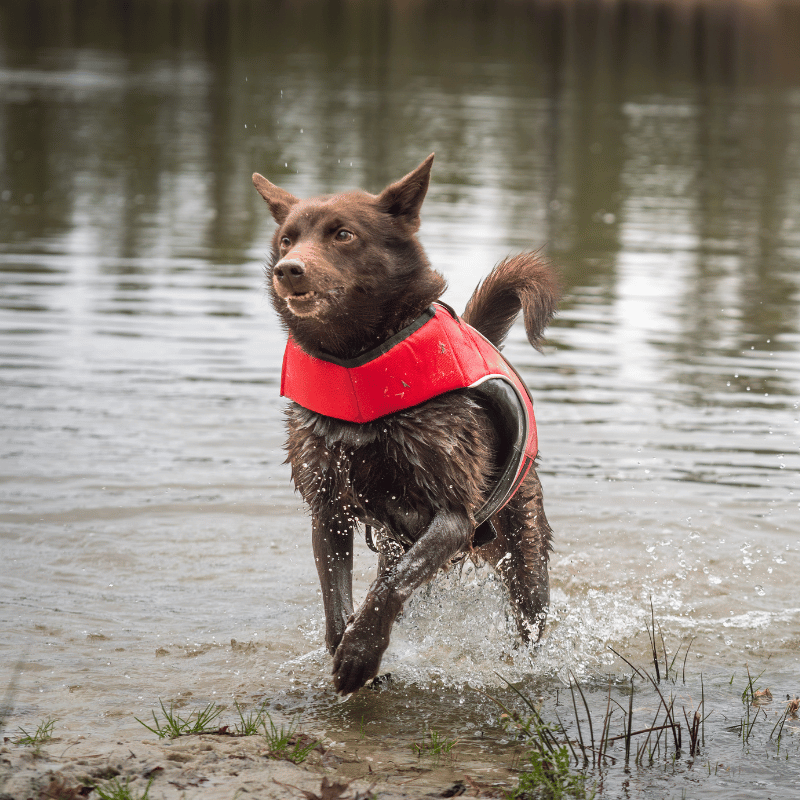 gilet de sauvetage pour chien, gilet de nage pour chien ,gilet flottant pour chien, gilet de sauvetage canininja, gilet de flottaison pour chien