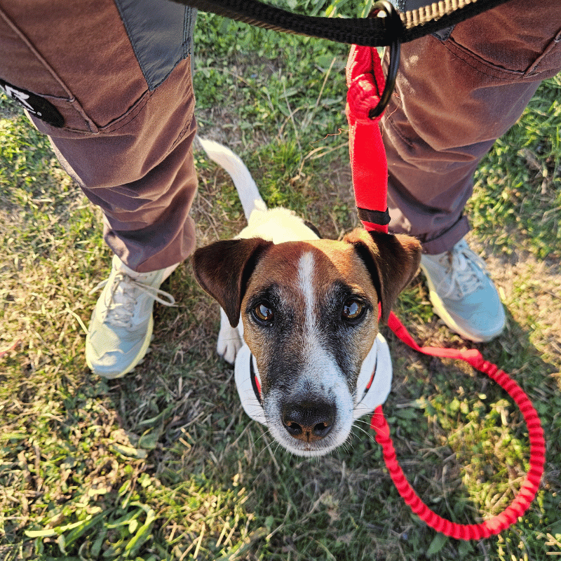 ligne canicross petit chien, laisse canicross petit chien