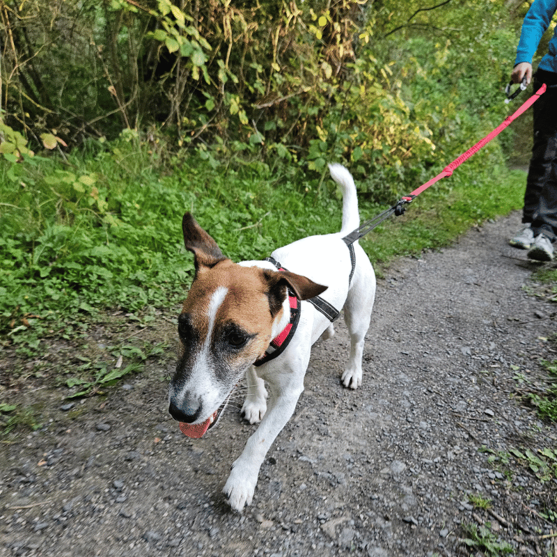 ligne canicross petit chien, laisse canicross petit chien
