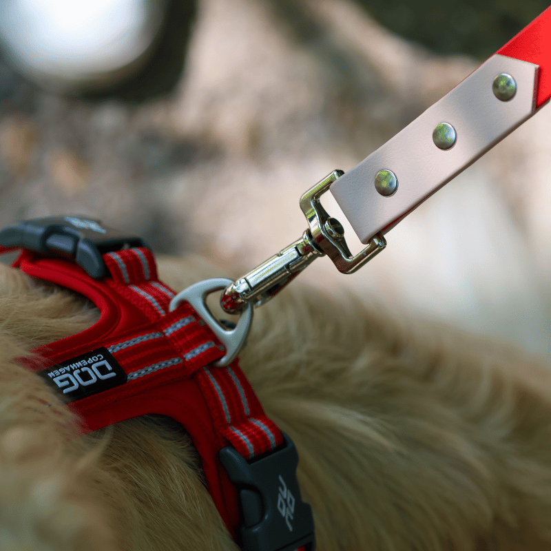 Laisse en biothane pour chien, laisse solide, laisse chien, laisse multiposition chien